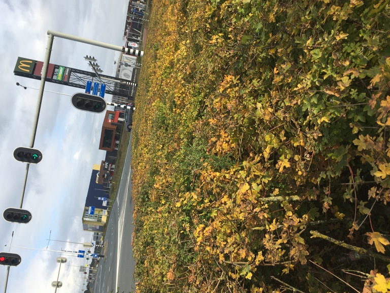 Struiken Hogeweg met op achtergrond Foodcourt