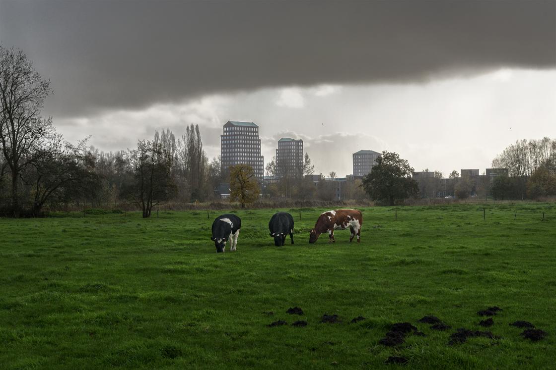 De Laak Vathorst Koeien in de wei