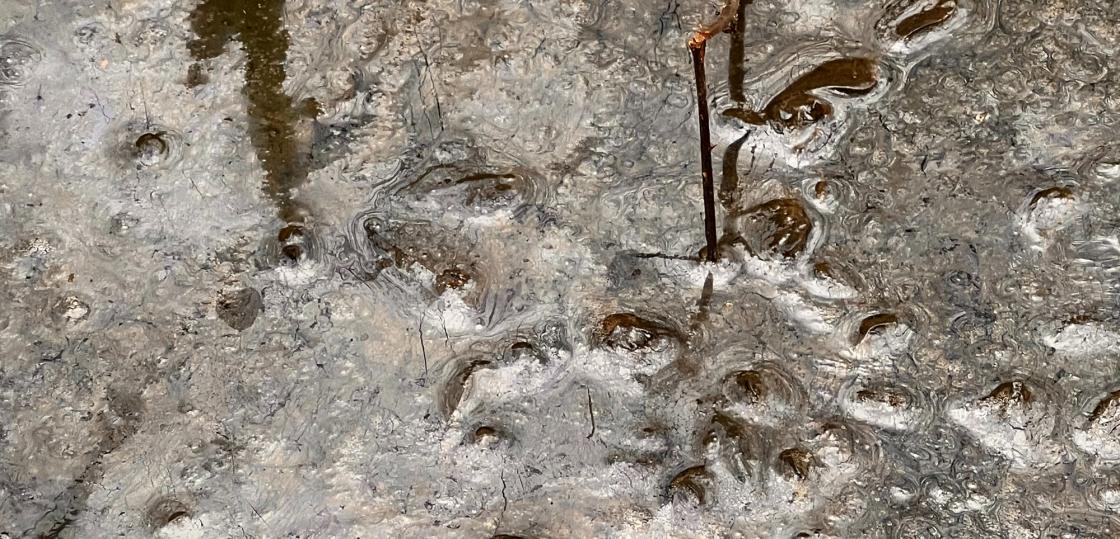 Een sloot bij Landgoed De Boom, Leusden-Zuid